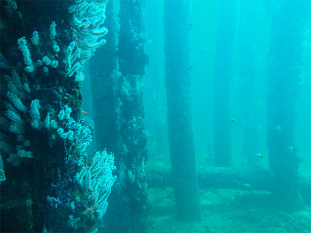 Underwater Forest